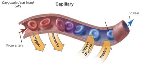 Capillary