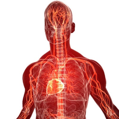 Electricity Anatomy